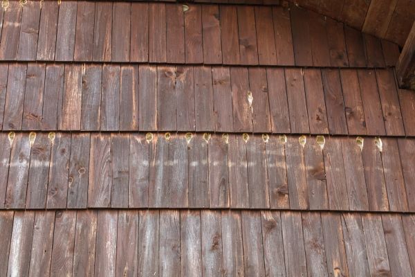 Cost of Woodpecker Hole Filling in Buford