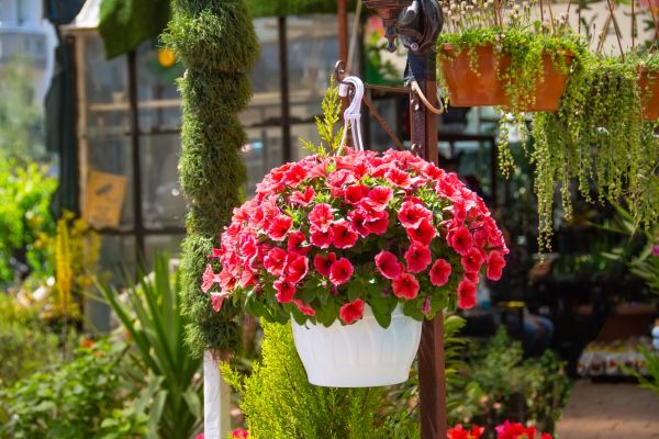 Cost of Hanging Planter Installation in Buford