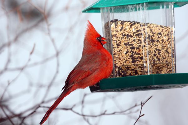 Cost of Bird Feeder Hanging in Buford